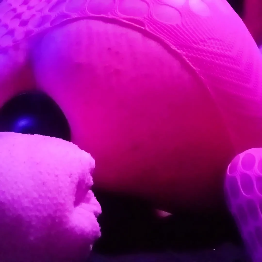 Trans Ragazza Scopa Dildo Per Spalancare Il Suo Buco XHamster