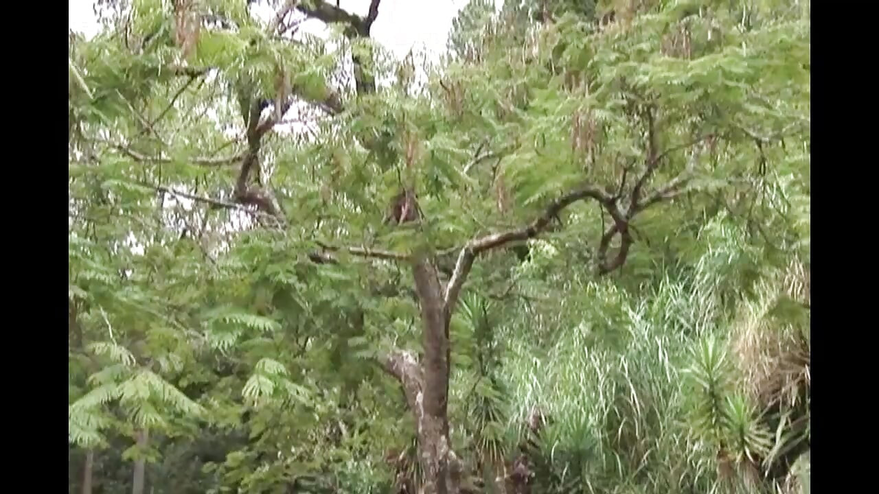 Latino dečki se jebu