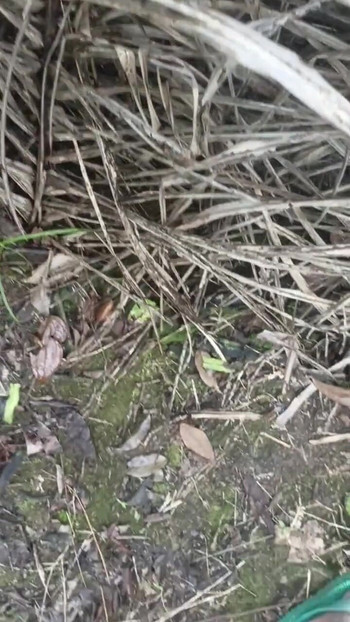 “在花园里敲打大鸡巴”的必看时刻
