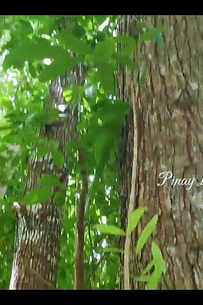 ピナイ ジャングルで危険な中出し たくさん潮吹き、熱い淫語