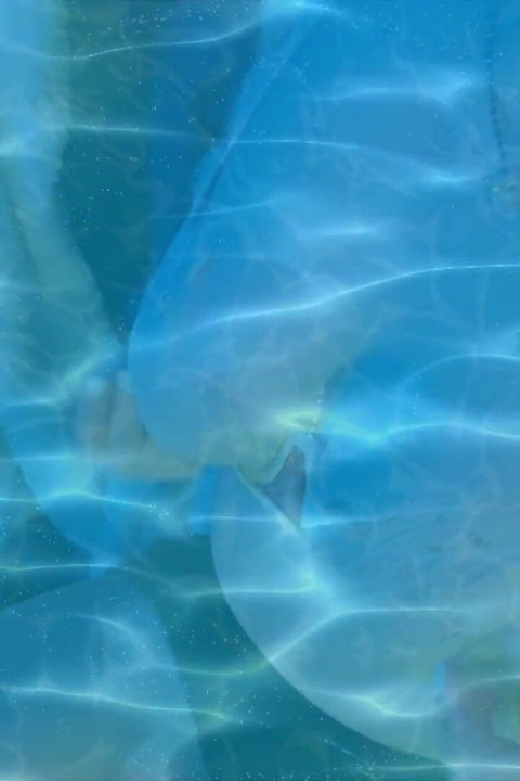 Ceroboh