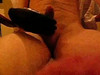 Pregled videozapisa