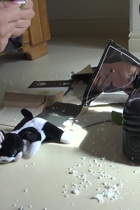 Snotty, Gothic Anime Fetish Girls Crush Their Neighbor's Apartment Out of Boredom!