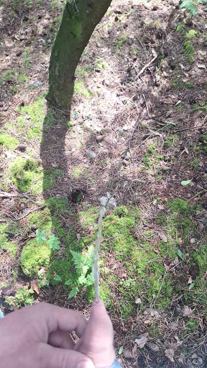 Solo-natursekt im freien in einem öffentlichen wald