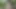 Undressing in a wood