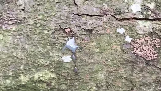 açık cum içinde kamu ahşap