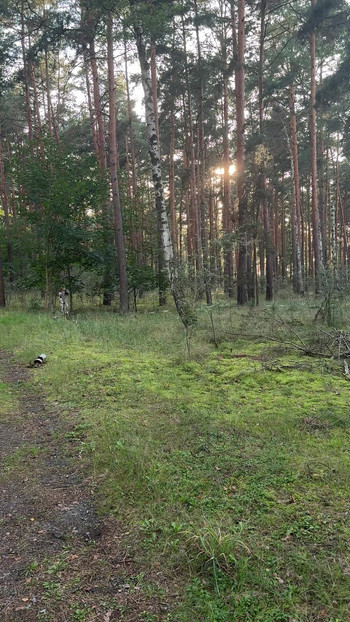 Napaljen kroz šumu 🌳