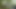 Pissing in forest