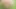 Tygra the vicious tranny slut drinks her piss naked in the woods.