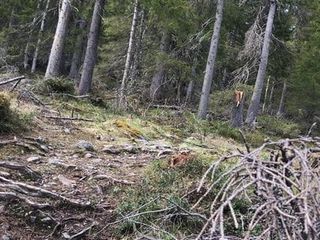 Openbaar naakt in het Zweedse bos
