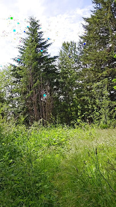 Exploring A Side Trail
