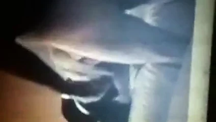 Sevimli cd sürtüğü