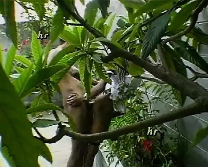 Scandalous 90s pornographic video discovered #7