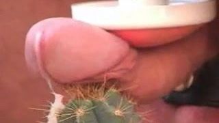 Cock Torture mit Kaktus