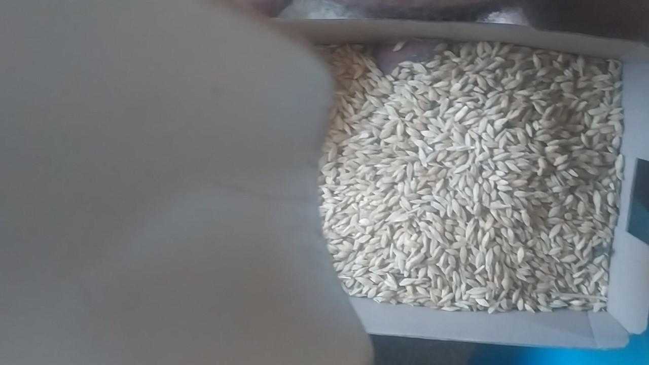 Fucking in the Wheat