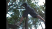 Pratinjau video
