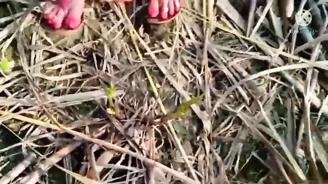 New naveli bahu ko khet me laja ke choda sasur ke bhai ne