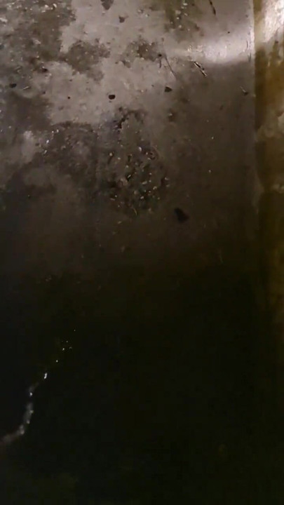 Włoska świnia sika na parkingu dla ciężarówek