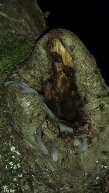 My huge cumshot on a big pussy tree