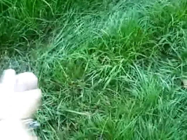 mature bbw p