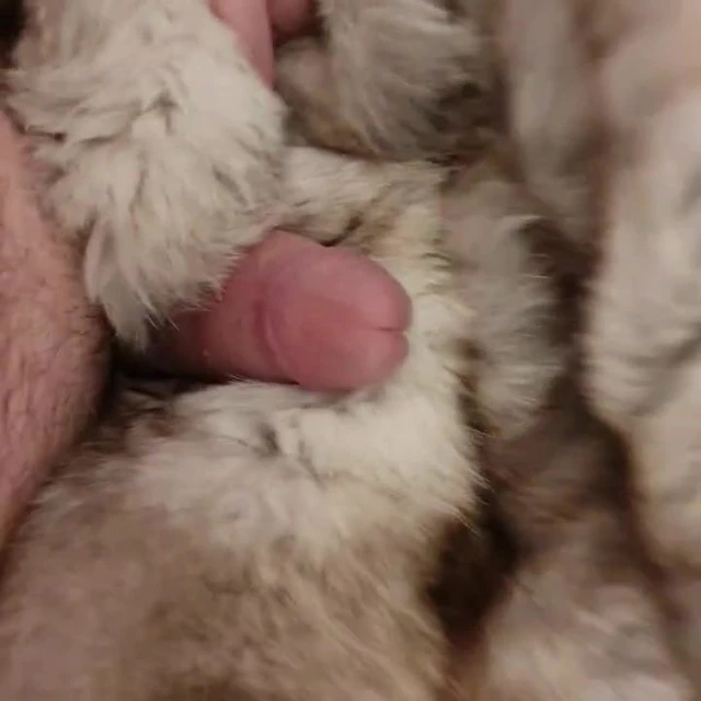 fur relaxing