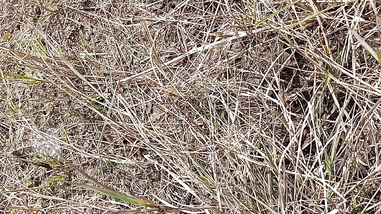 Gay Boy Outdoor Pussy Fuck Sissy Anal