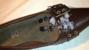 Only the cum to the shoe