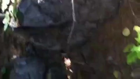Forest Blowjob