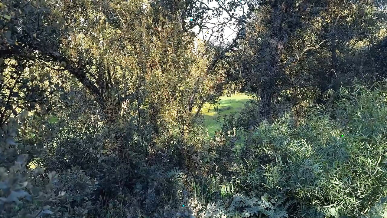 Kreuzfahrt Im Wald