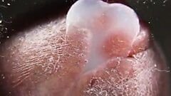 Makroabschluß herauf Cumming auf Glas