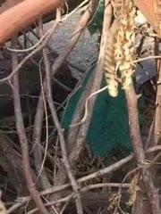 घृणित सेक्स