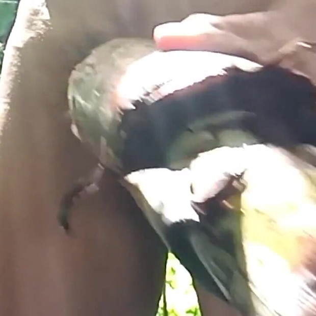 The Tight Hole of the Banana Tree Is Delicious