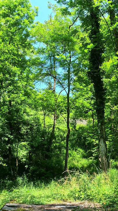 I move my pretty ass and show you my sexiest panties in the middle of the forest | Clip 3