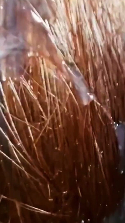 This Natural Remedy Will Strengthen Your HAIR! Cumshot on Hair. Brushing Cum Into Hair. | Clip 1