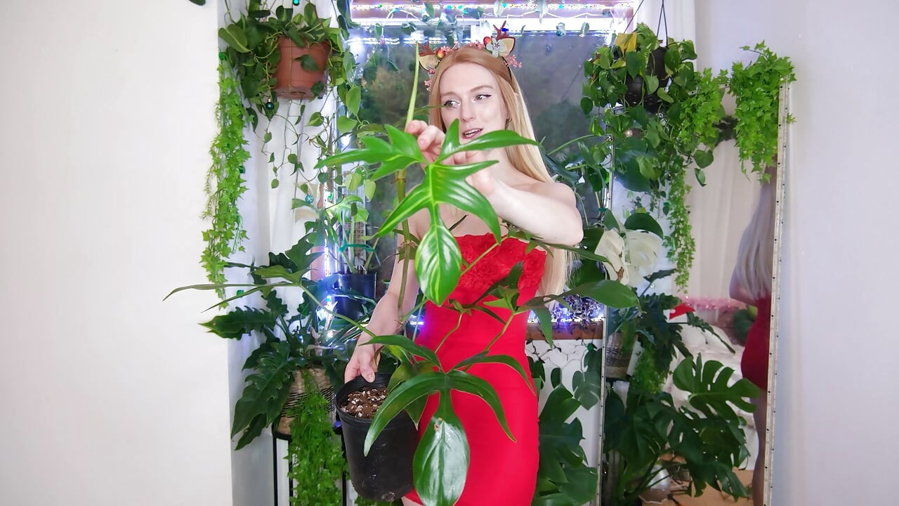 クリスマスに手に入れた植物たち