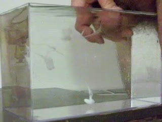 Éjaculation dans l&#39;eau, dans un récipient comme un petit aquarium - 02