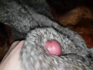 Redfox i sperma królika