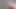 Crossdresser Cumshot in red Pantie