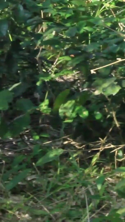 African girl in search of firewood in the bush got fuck by a bush man | Clip 1