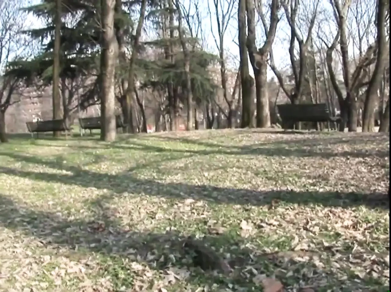 Big cock sucking in the park