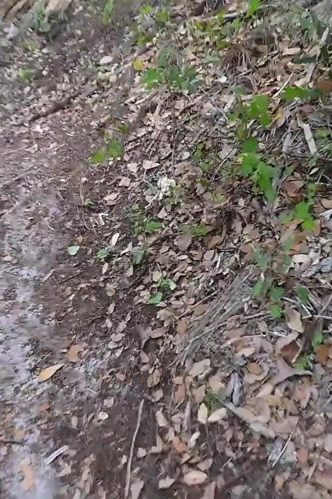 BTS naturvandring og onani på stien