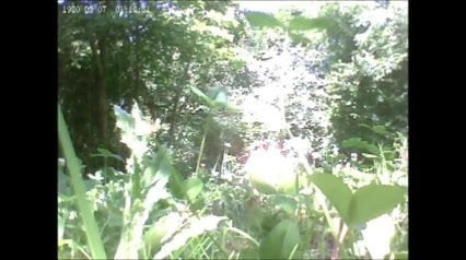 couple naked in forest