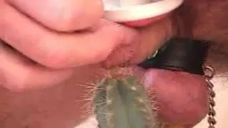 CBT cock tortured with cactus and made to cum