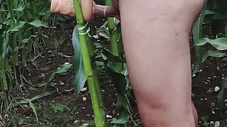 Outside i Fuck my Sex Toy in Corn Field