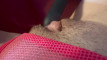 Pratinjau video