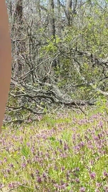 Moment uimitor din "Un străin m-a filmat în povestea obraznică din pădure"