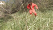 Pratinjau video