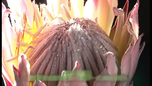 Godaan berkeringat. Naluri asli cewek cantik rambut pendek ini dientot habis-habisan sampai dia kelewat 2022 - 4