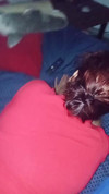 Pregled videozapisa