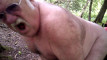 Pregled videozapisa